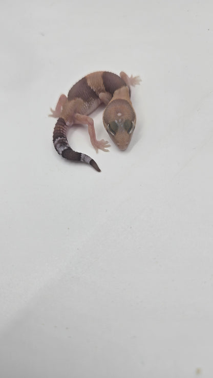 African Fat tailed Gecko 4