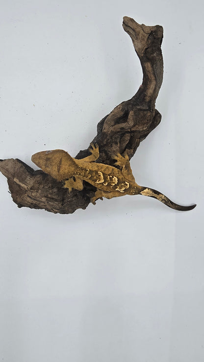 Crested Gecko Adult Female 4