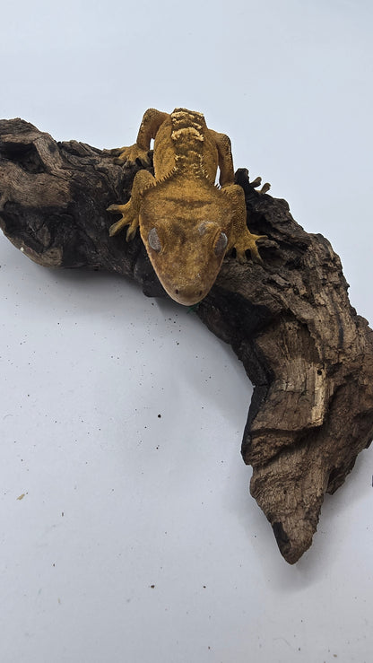 Crested Gecko Adult Female 4