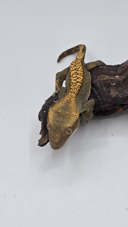 Crested Gecko Adult Female 3