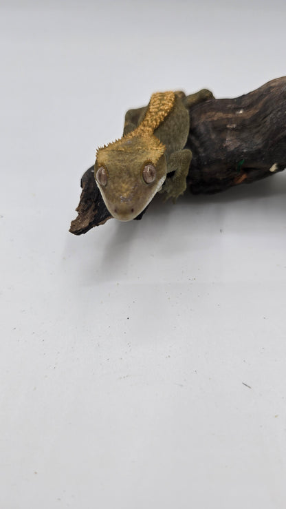 Crested Gecko Adult Female 3