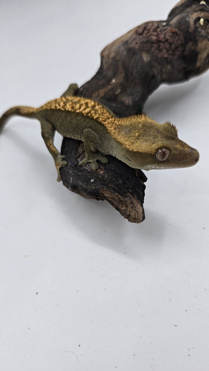 Crested Gecko Adult Female 3