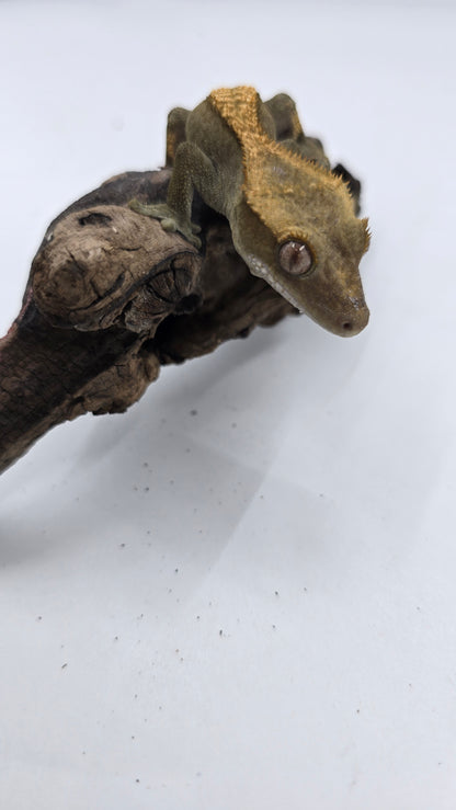 Crested Gecko Adult Female 3
