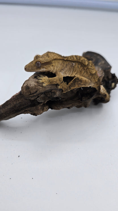 Crested Gecko Adult Female 1
