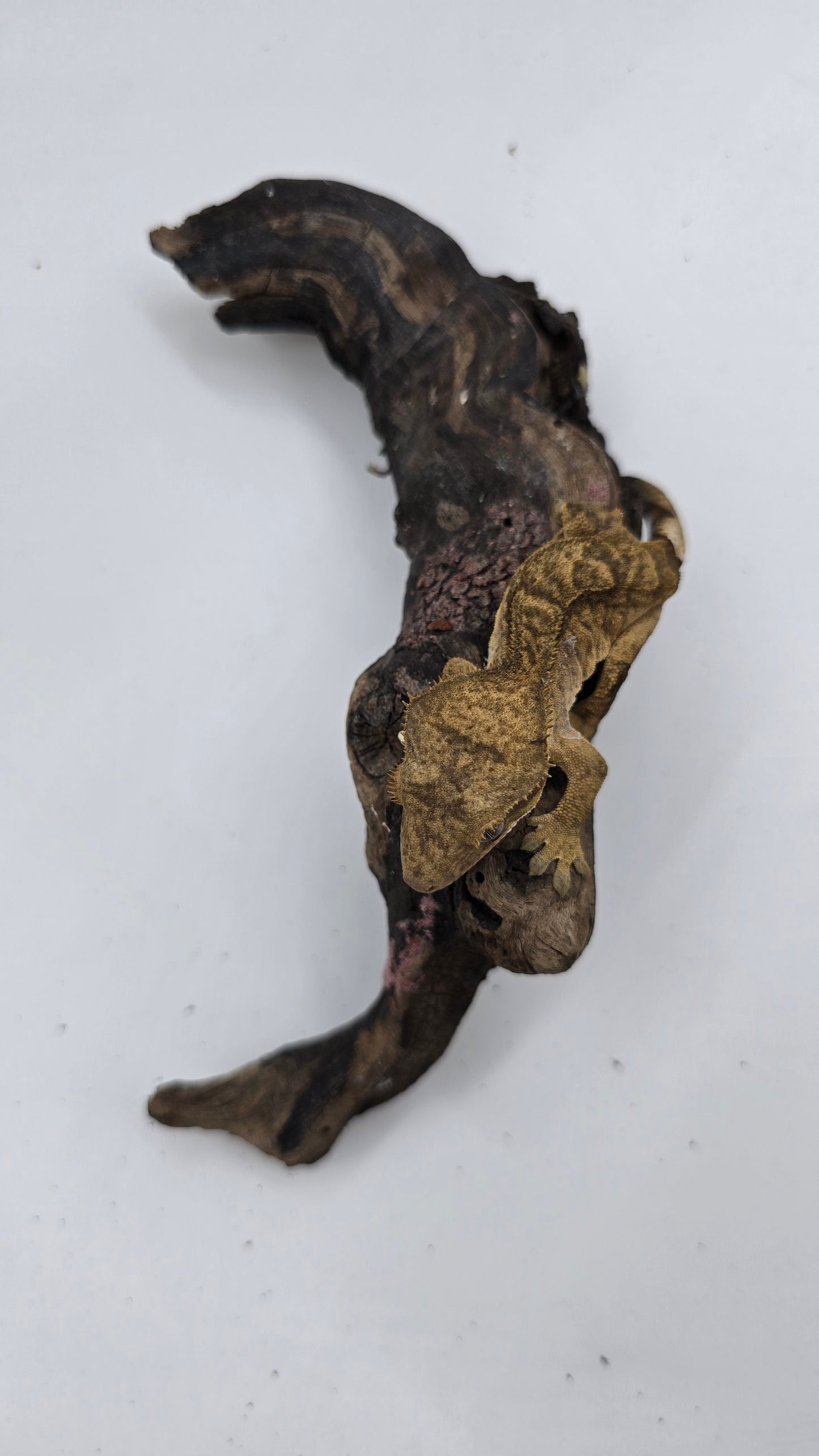 Crested Gecko Adult Female 1