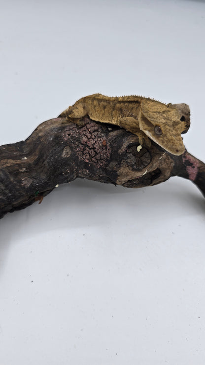 Crested Gecko Adult Female 1