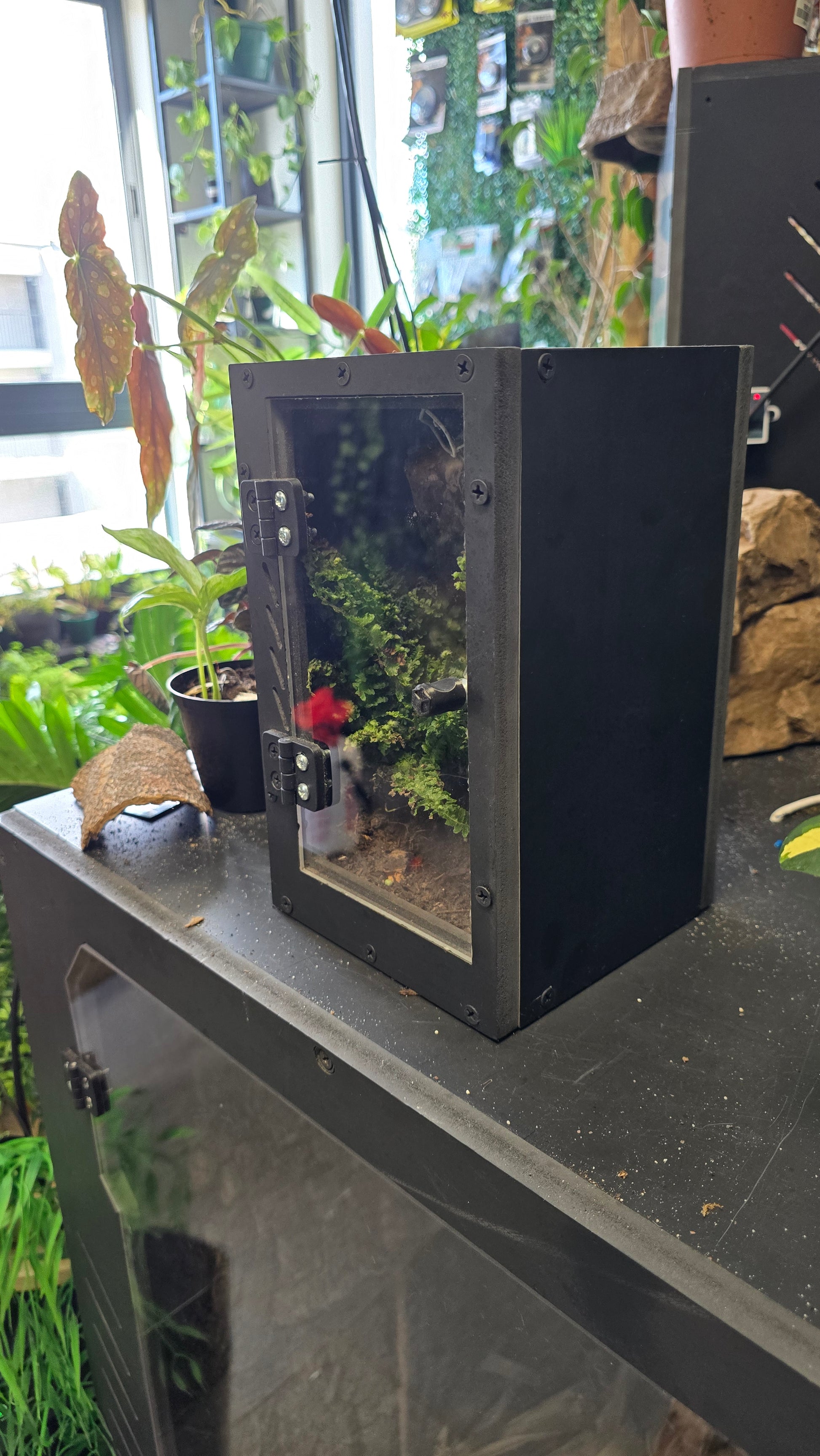 RCG20 Small enclosure aquarium with plants  
