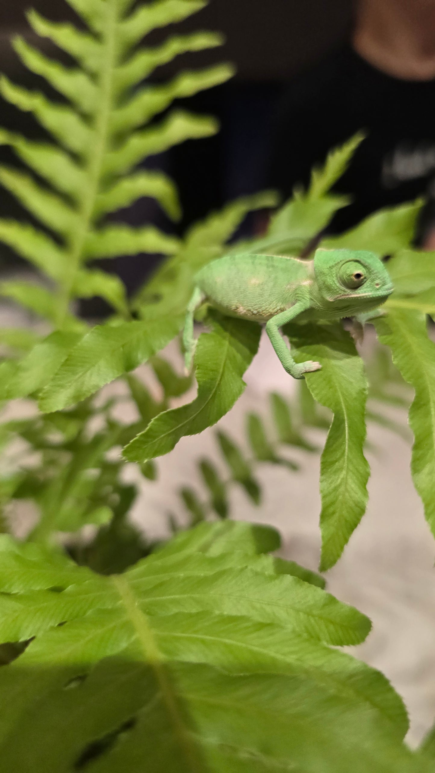 Chameleon in enclosure: "Captive-bred veiled chameleon exploring a vertical reptile habitat.