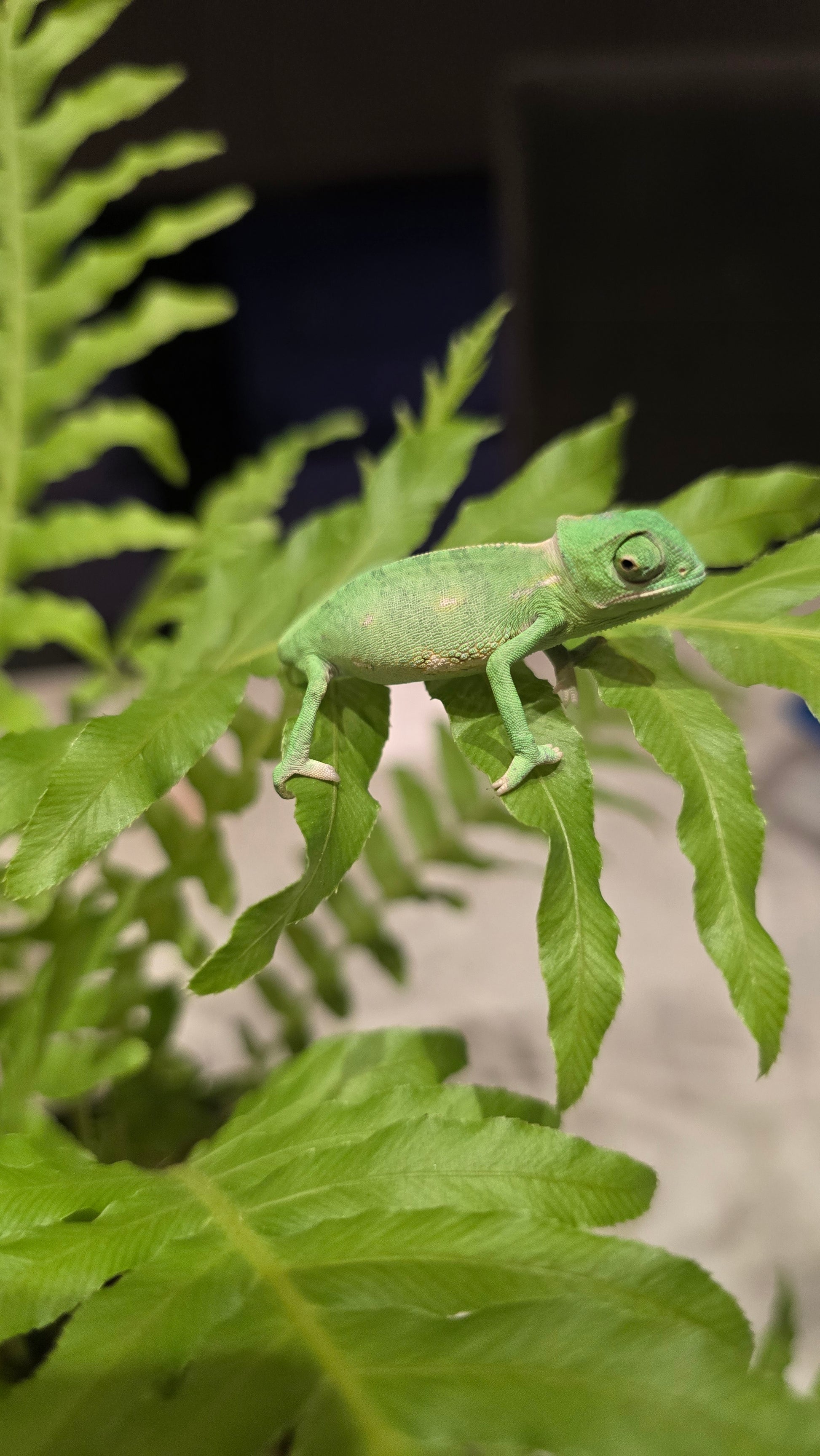 Chameleon in enclosure: "Captive-bred veiled chameleon exploring a vertical reptile habitat.
