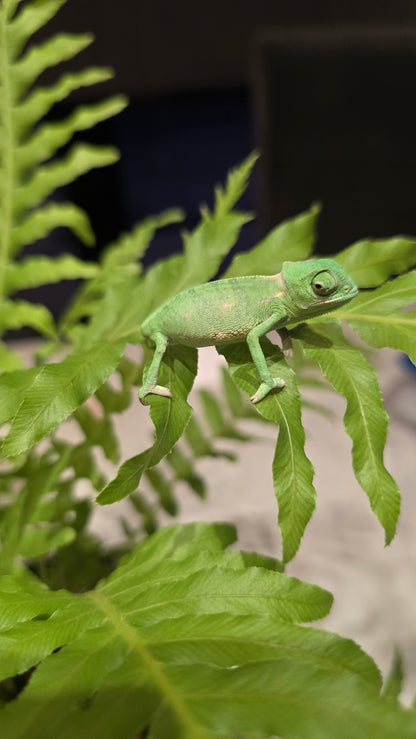 Chameleon in enclosure: "Captive-bred veiled chameleon exploring a vertical reptile habitat.