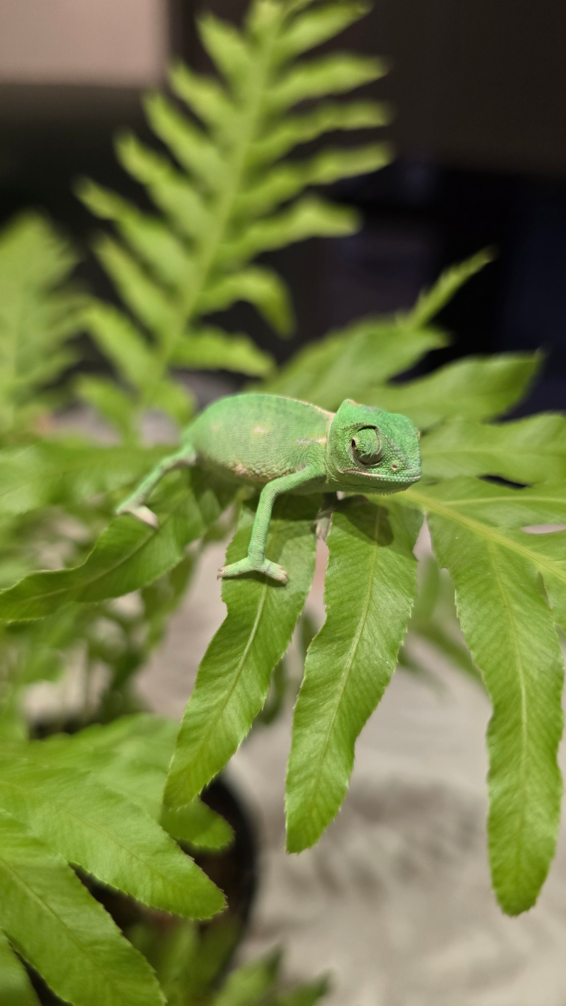 Chameleon in enclosure: "Captive-bred veiled chameleon exploring a vertical reptile habitat.