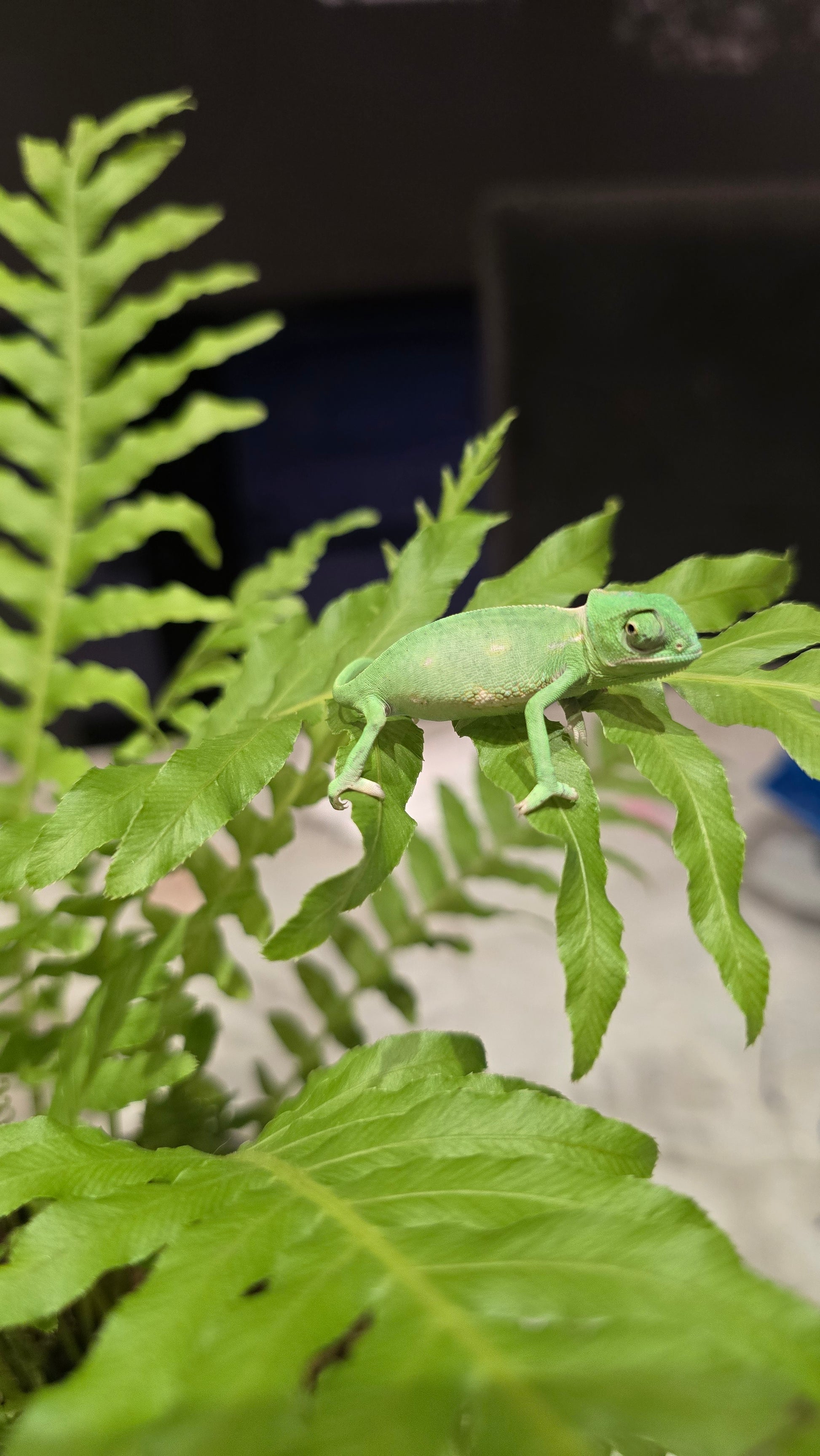 Chameleon in enclosure: "Captive-bred veiled chameleon exploring a vertical reptile habitat.