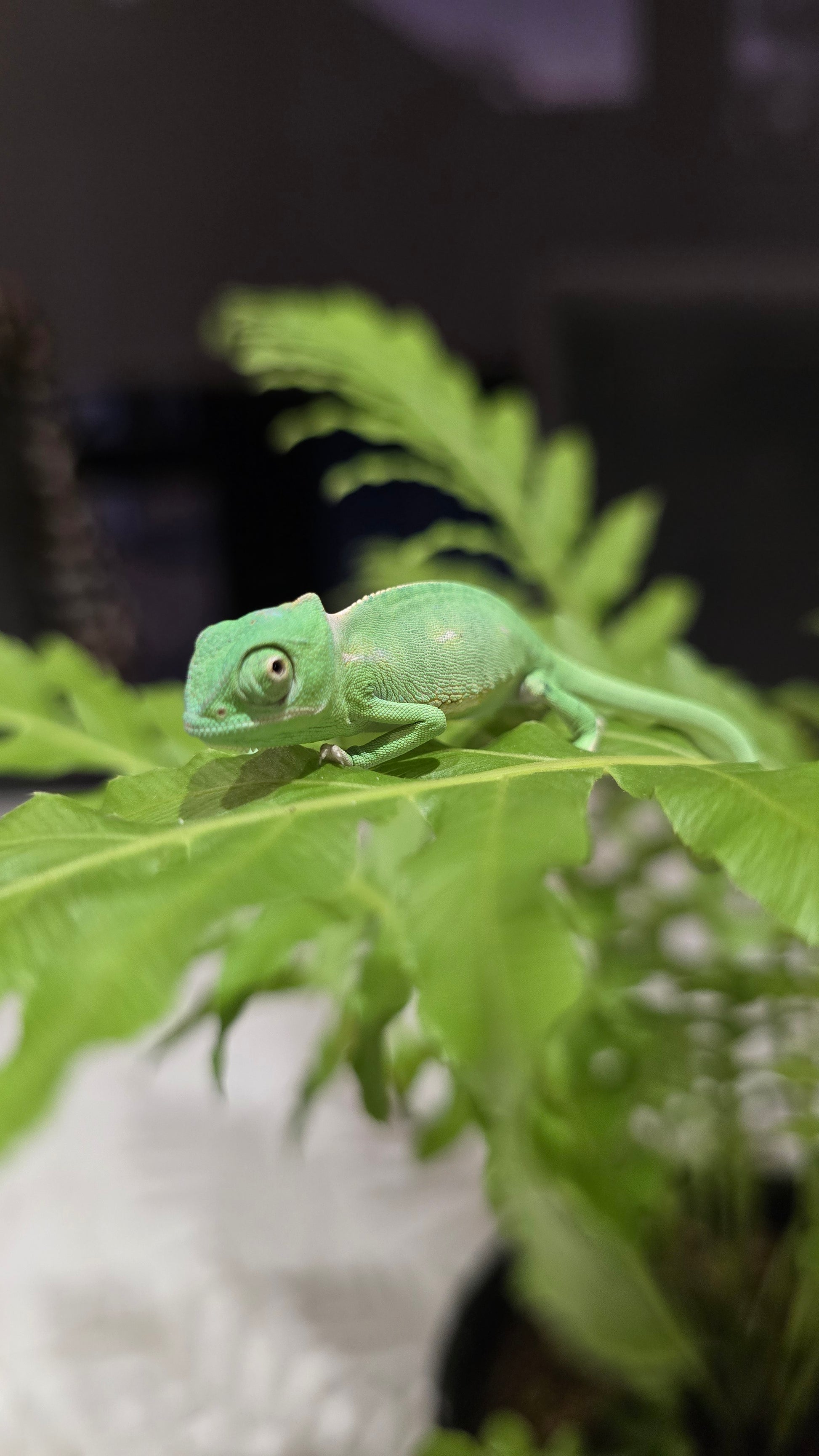 Chameleon in enclosure: "Captive-bred veiled chameleon exploring a vertical reptile habitat.