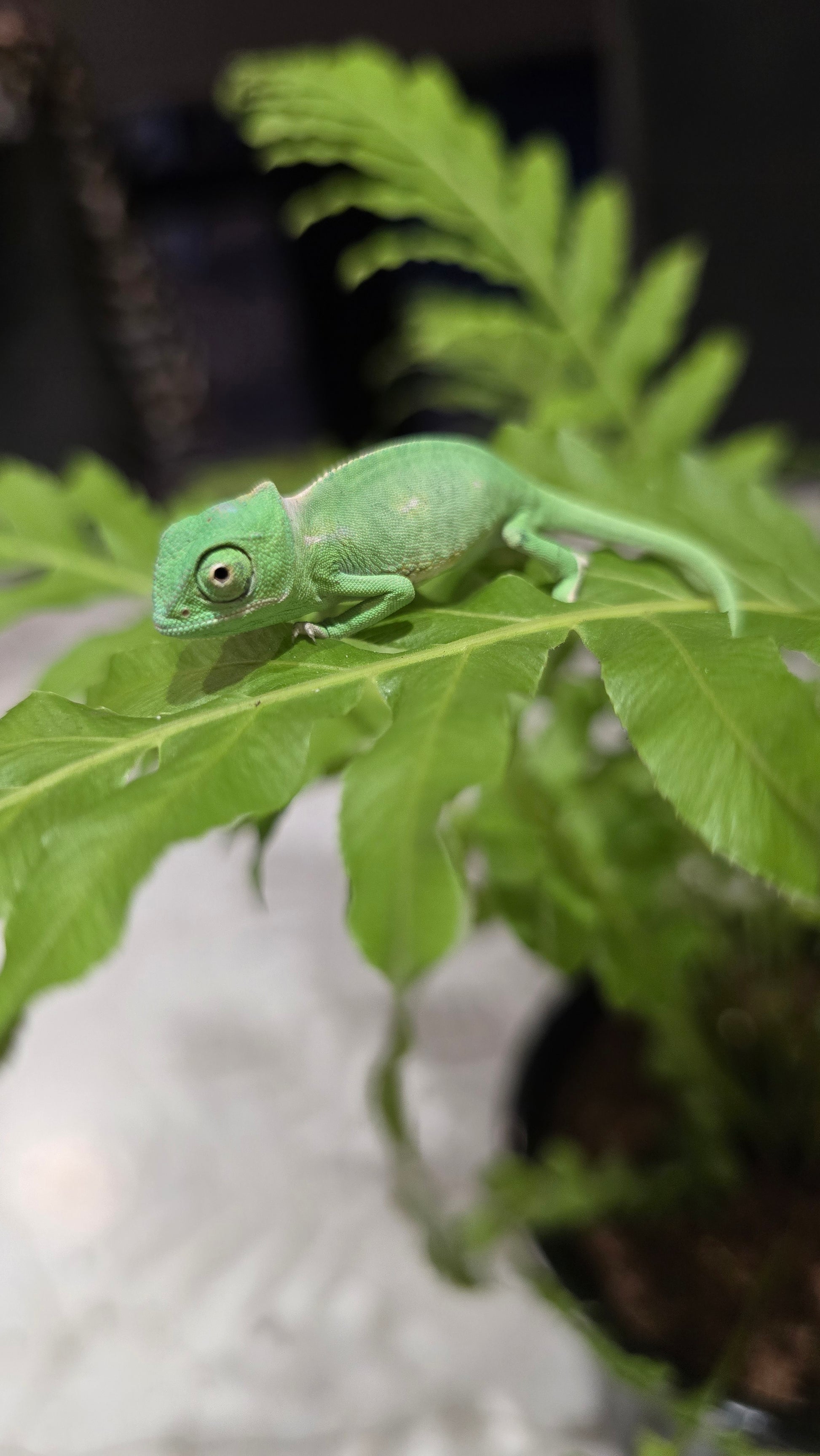 Chameleon in enclosure: "Captive-bred veiled chameleon exploring a vertical reptile habitat.