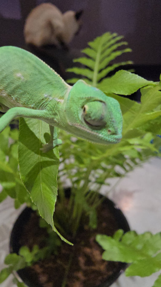 Chameleon in enclosure: "Captive-bred veiled chameleon exploring a vertical reptile habitat.