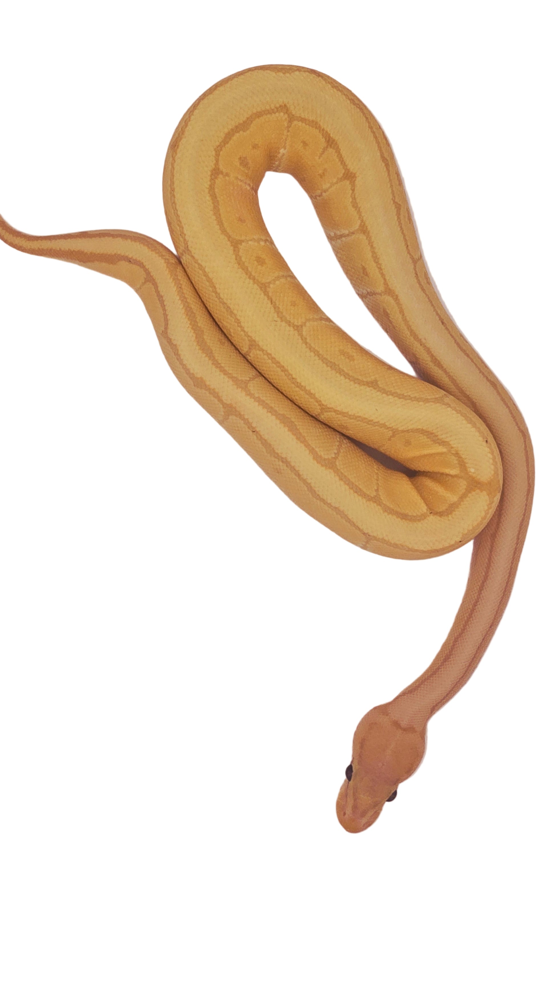 Coral Glow Ball Python snake on a white background