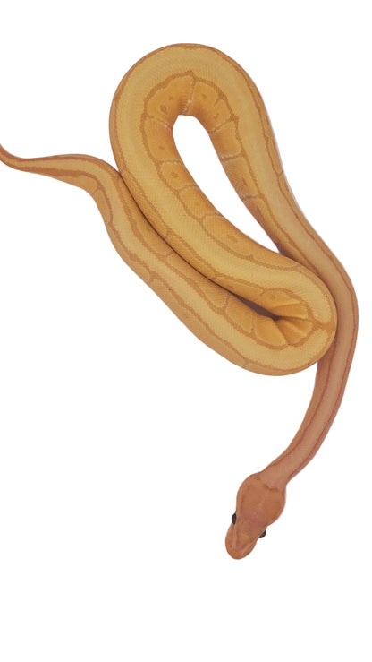 Coral Glow Ball Python snake on a white background