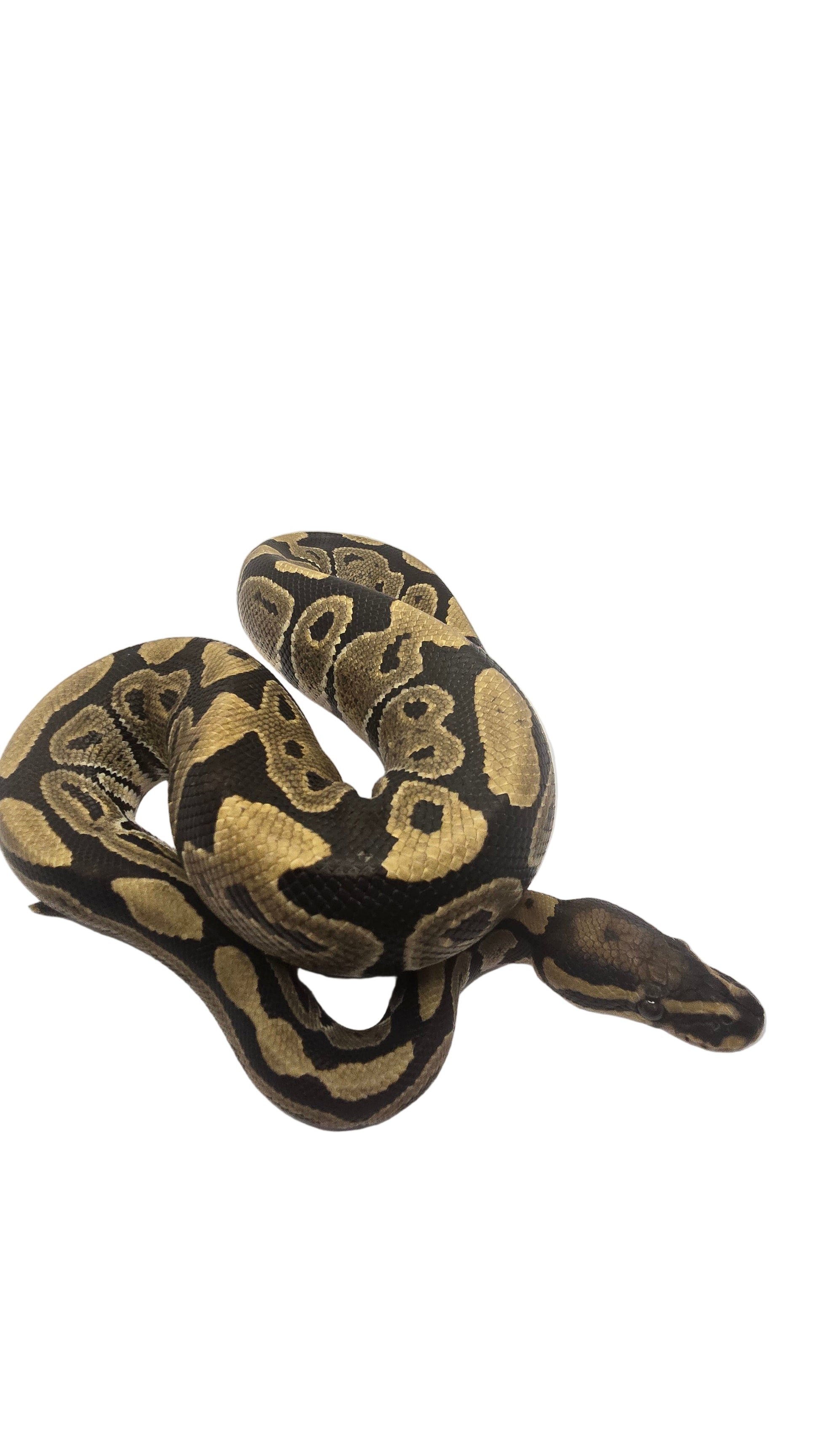 Coiled ball python on a white surface
