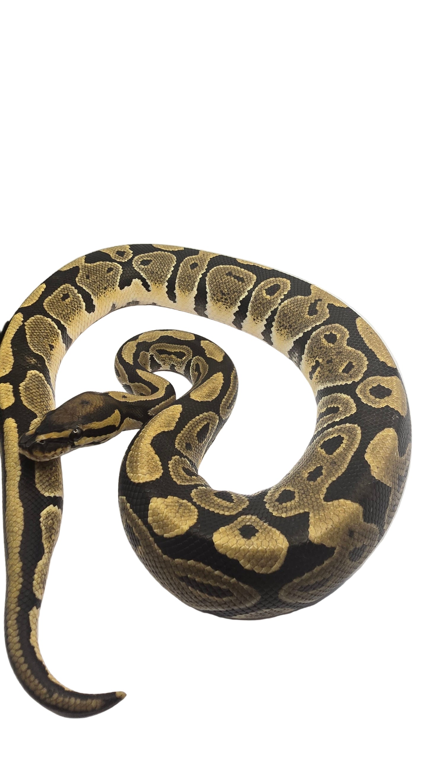Normal Ball Python