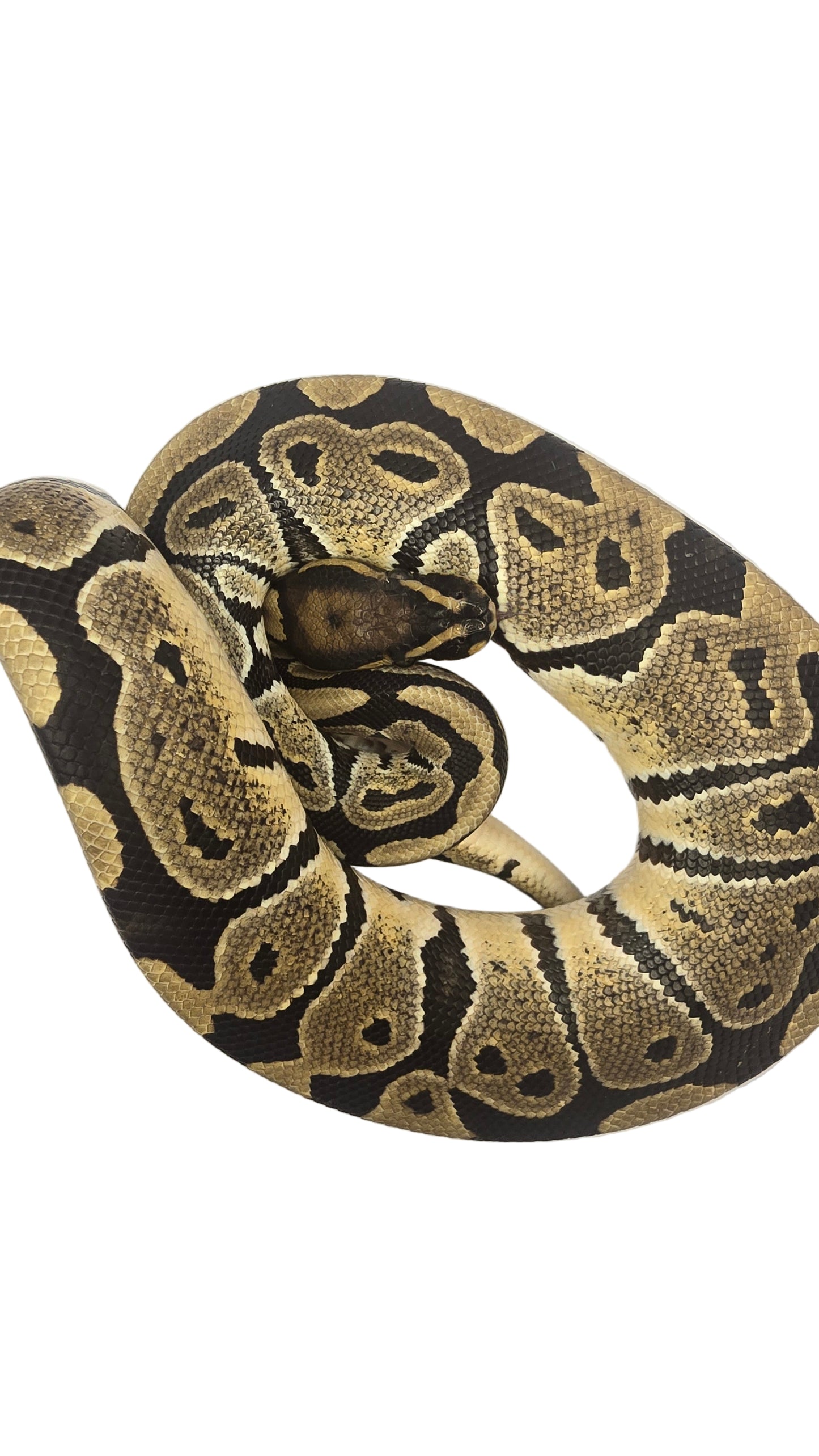 Normal Ball Python