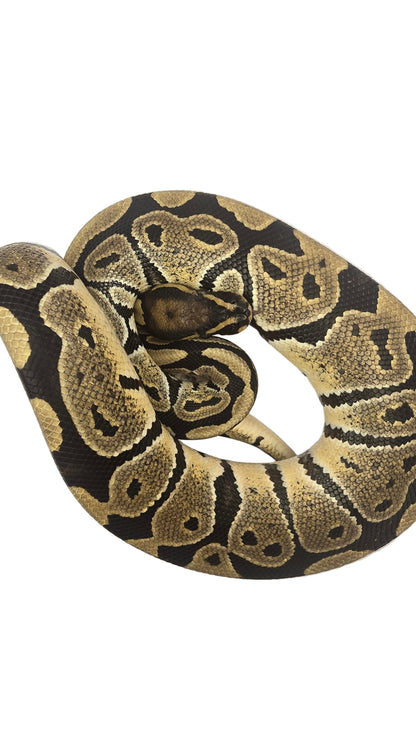 Normal Ball Python