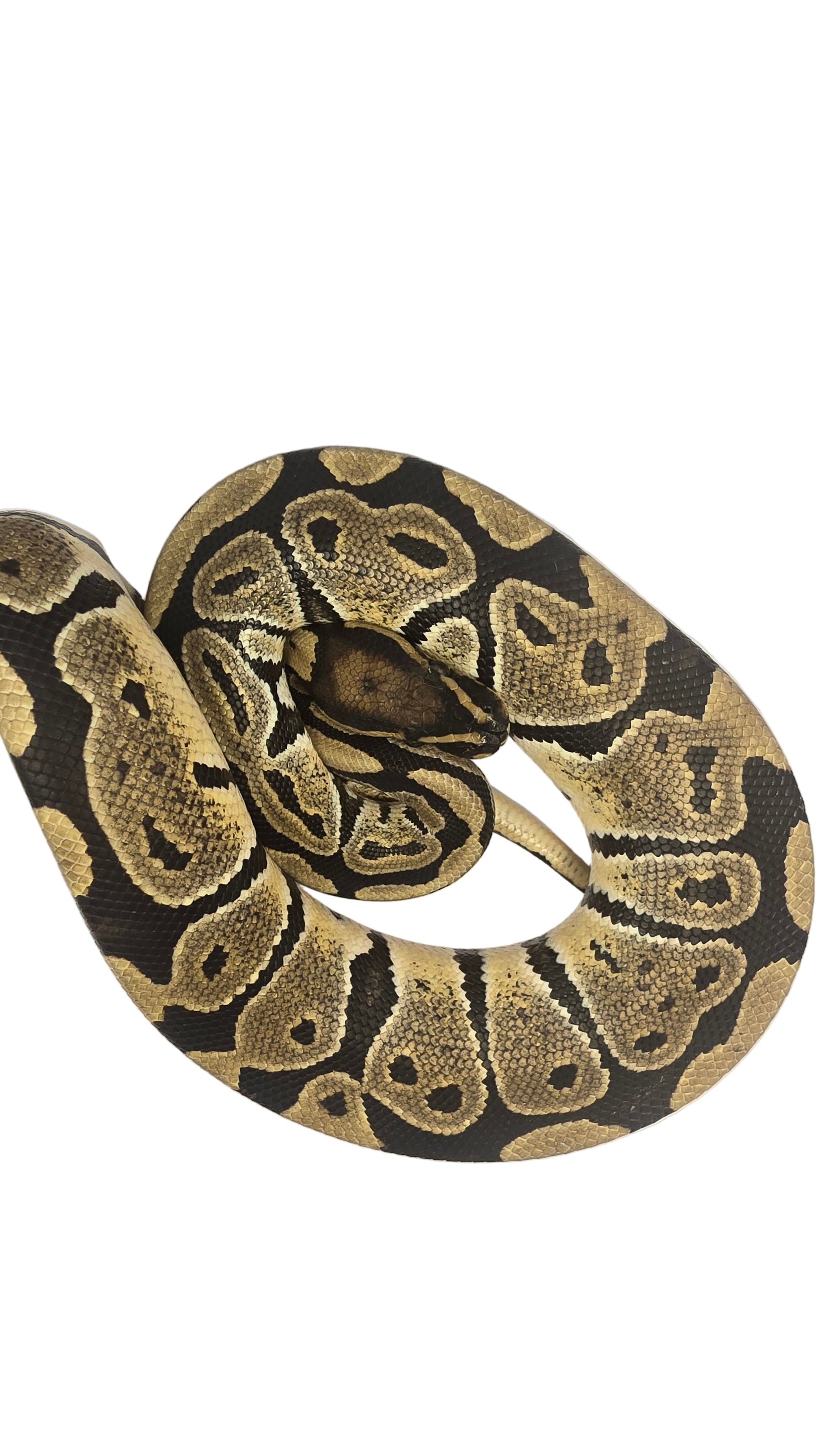 Ball python coiled on a white background