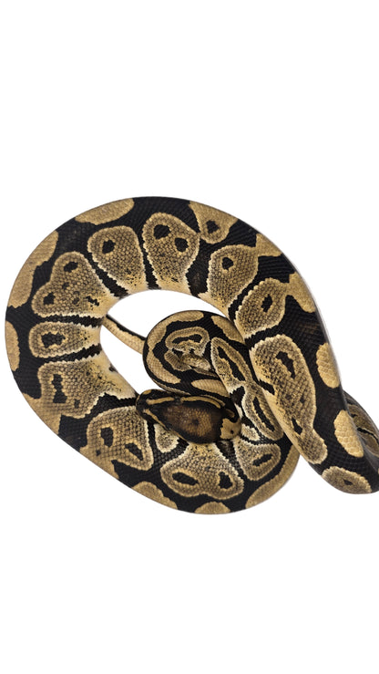 Coiled ball python on a white background
