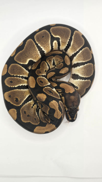 Chocolate Het Clown Female Ball Python