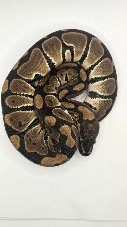 Chocolate Het Clown Female Ball Python