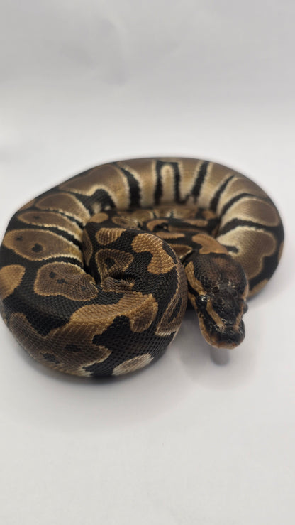 Chocolate Het Clown Female Ball Python
