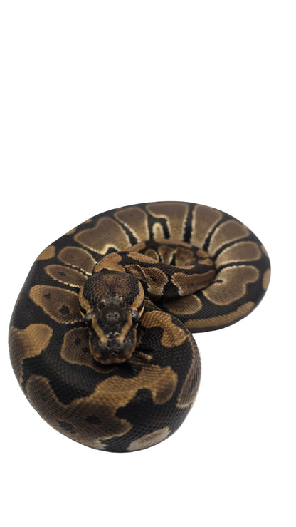 Chocolate Het Clown Female Ball Python
