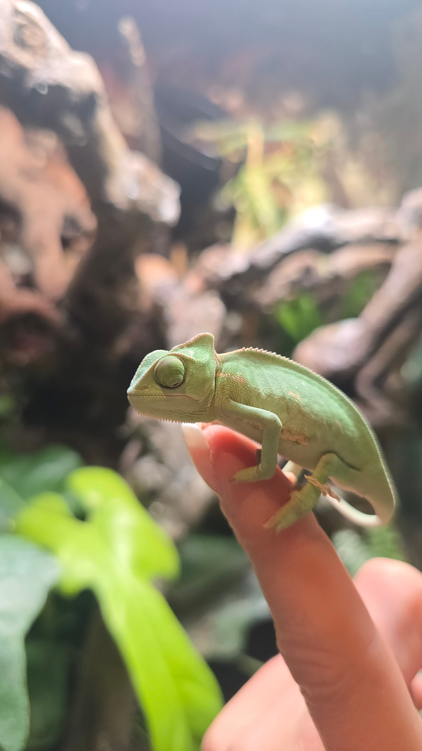 Veiled Chameleon Female