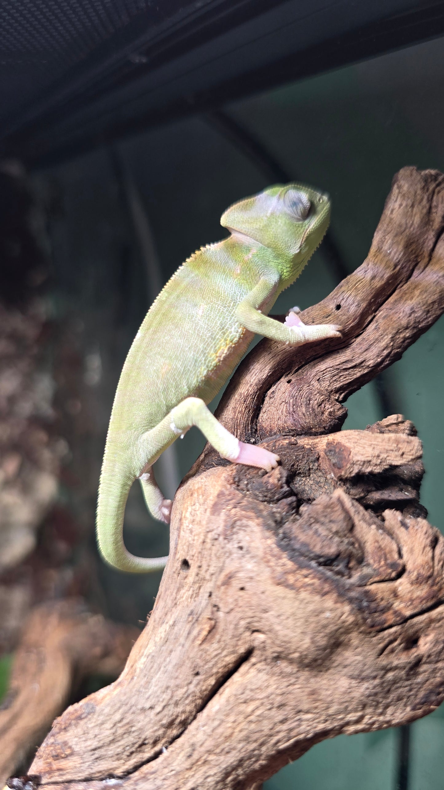 Veiled Chameleon Female