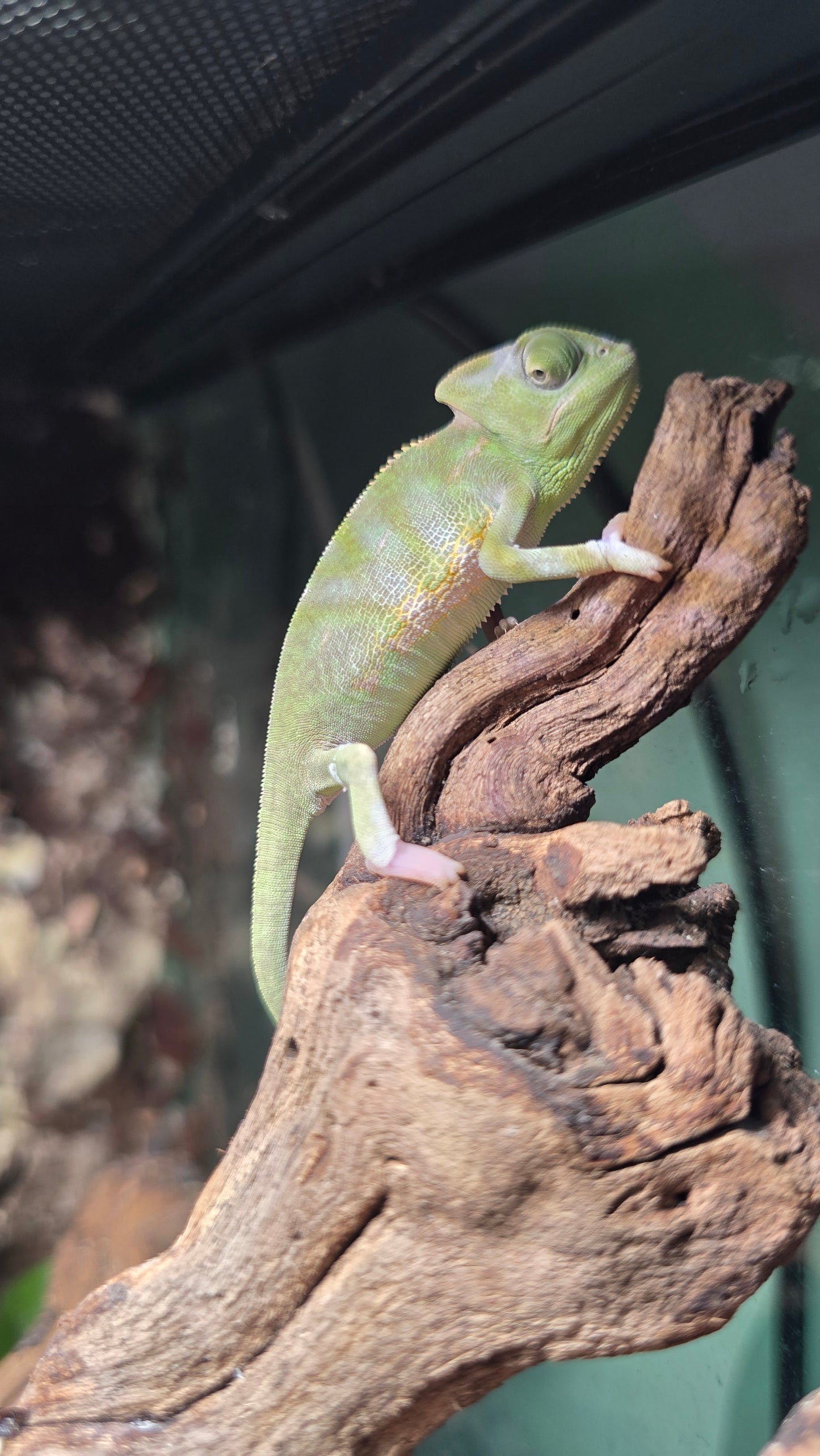 Veiled Chameleon Female