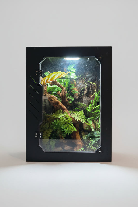 Gecko enclosure with plants and decorations on a dark background