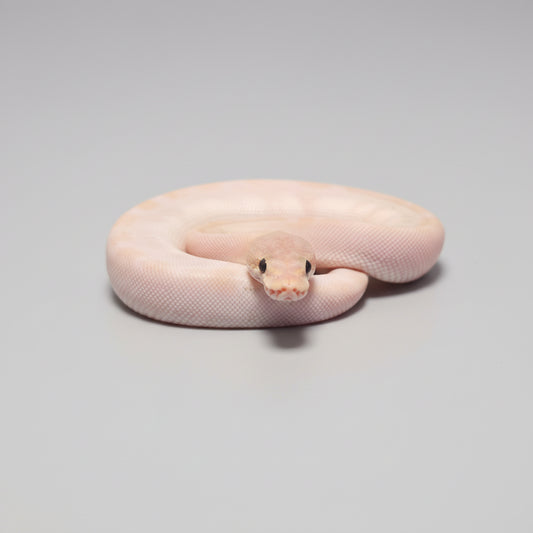 A pale cream-colored ball python coiled on a dark gray textured surface with embossed lettering.