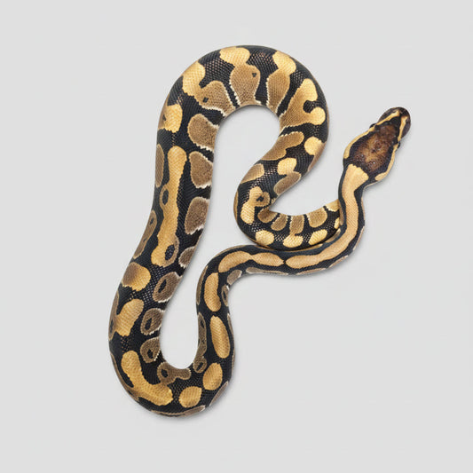 A ball python with a black, tan, and cream pattern curled on a dark gray surface with embossed lettering.