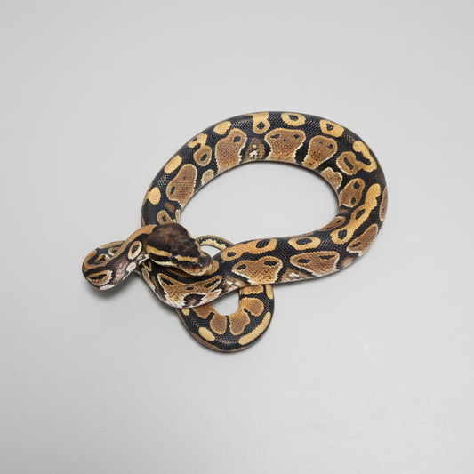Ball Python1