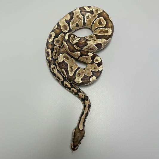 A coiled ball python with brown, black, and beige patterned scales, photographed against a dark gray background with a blurred reptile enclosure watermark.