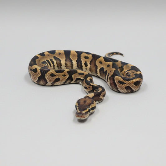 A ball python with a black and tan pattern curled around a black heating element inside a clear reptile terrarium, with the gray plastic lid of the terrarium visible in the background.