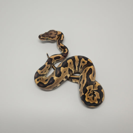 Ball Python6