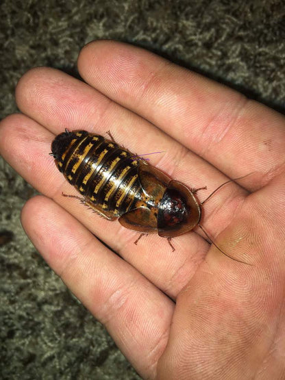 Live Dubia roaches in multiple sizes and box quantities for reptile feeding.