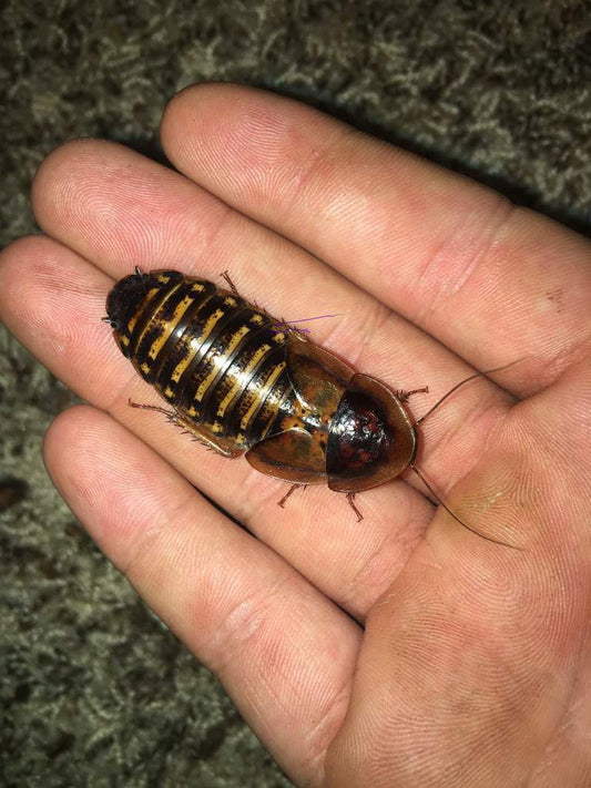 Live Dubia roaches in multiple sizes and box quantities for reptile feeding.