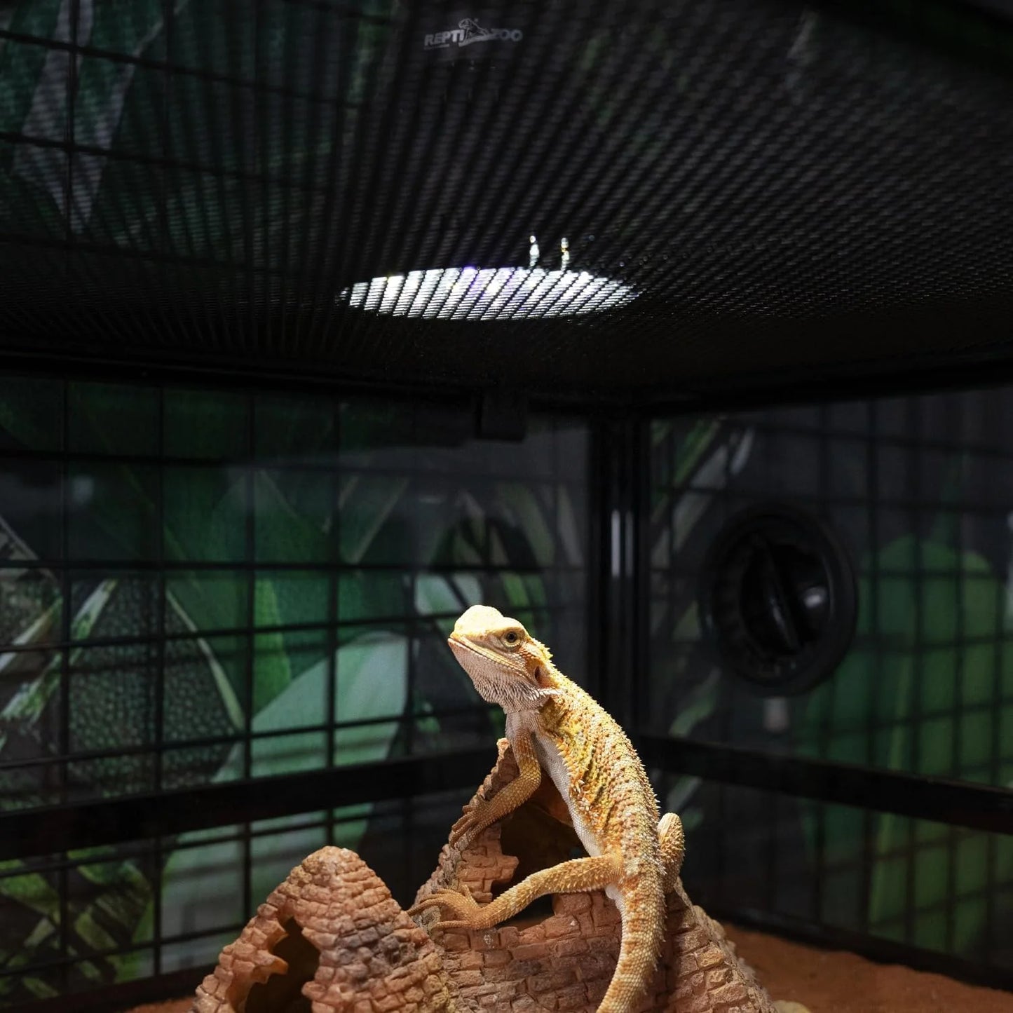 Desert/Tropical UVB bulb 5W