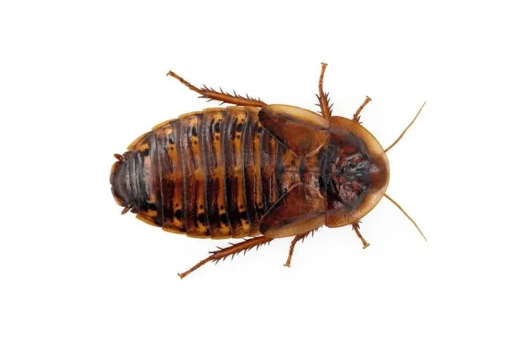 Live Dubia roaches in multiple sizes and box quantities for reptile feeding.