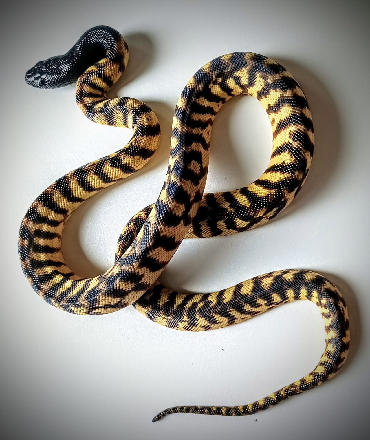 Blackhead Australian snake 