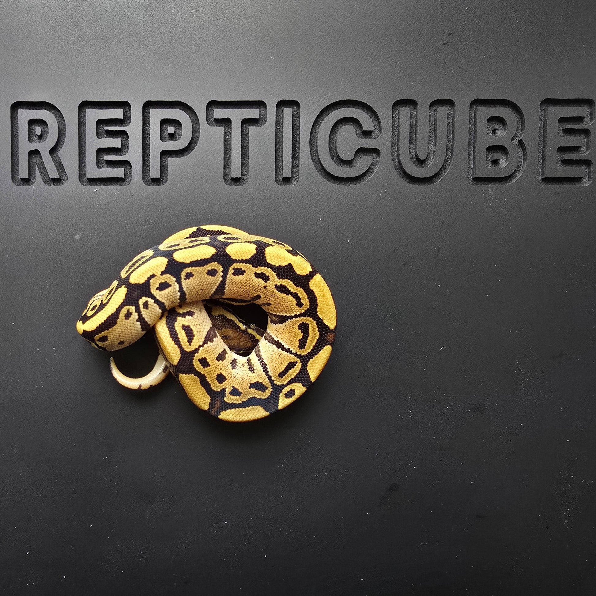 Ball python