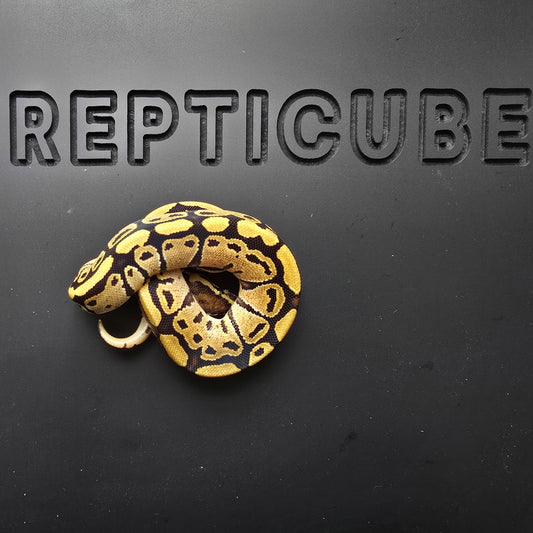 Ball python