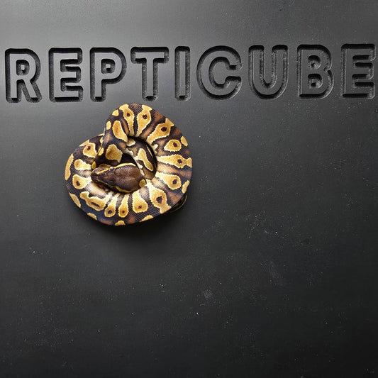Ball python on a black background with 'Repticube' branding.