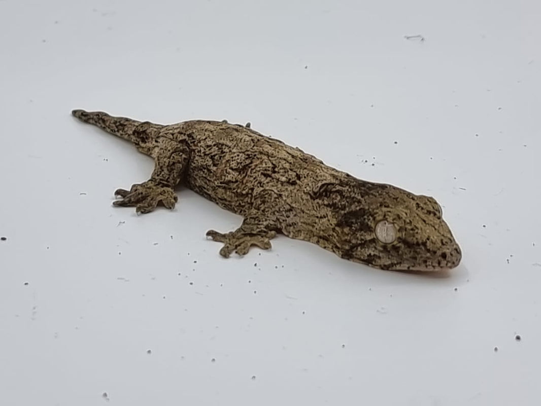 Leachie Geckos for Sale | Rhacodactylus leachianus | Repticube – REPTICUBE